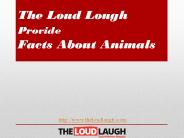 The Loud Lough Provide Facts About Animals