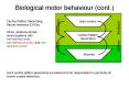 Biological motor behaviour (cont.) PowerPoint PPT Presentation