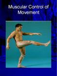 Muscular Control of Movement PowerPoint PPT Presentation