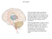 Basal ganglia