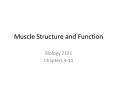 Muscle Structure and Function PowerPoint PPT Presentation