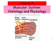 Muscular System: Histology and Physiology