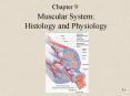 Muscular System: Histology and Physiology PowerPoint PPT Presentation