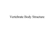Vertebrate Body Structure