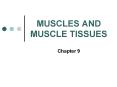 MUSCLES AND MUSCLE TISSUES PowerPoint PPT Presentation