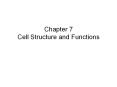 Chapter 7 Cell Structure and Functions PowerPoint PPT Presentation