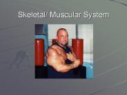 Skeletal/ Muscular System