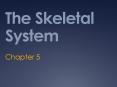 The Skeletal System PowerPoint PPT Presentation