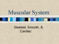 Muscular System PowerPoint PPT Presentation