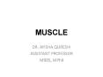 MUSCLE PowerPoint PPT Presentation