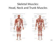 Skeletal Muscles: Head, Neck and Trunk Muscles