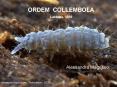 ORDEM COLLEMBOLA Lubbock, 1869 PowerPoint PPT Presentation