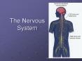 The Nervous System PowerPoint PPT Presentation