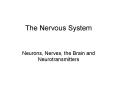 The Nervous System PowerPoint PPT Presentation