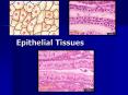 Epithelial Tissues PowerPoint PPT Presentation