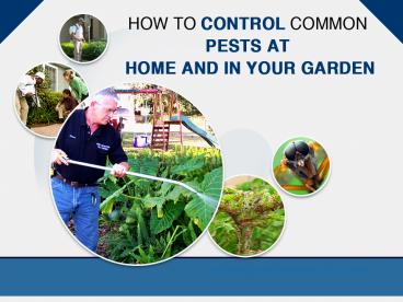 Pest Control Experts in West Palm Beach FL