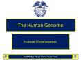 The Human Genome PowerPoint PPT Presentation