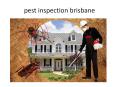 building and pest inspection brisbane, pest inspection brisbane PowerPoint PPT Presentation
