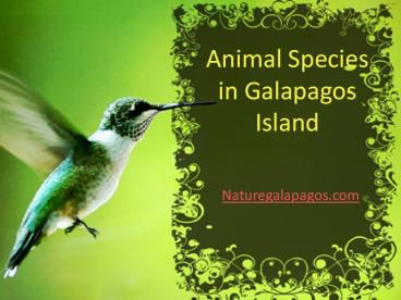 Strangest species in Galapagos Island