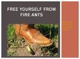 Free Yourself from Fire Ants PowerPoint PPT Presentation