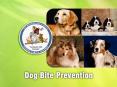 Any dog can bite, even a dog you know. PowerPoint PPT Presentation