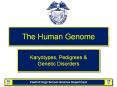 The Human Genome PowerPoint PPT Presentation