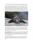 Alaska Bear Hunting - Learn All The Rules Of This Hunting Adventure (1) PowerPoint PPT Presentation