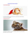 Animals And Birds HD Wallpapers For Free PowerPoint PPT Presentation