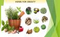 Natural Herbs for Weight Loss | Planetayurveda.com PowerPoint PPT Presentation