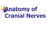 Anatomy of Cranial Nerves PowerPoint PPT Presentation