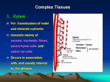 1. Xylem