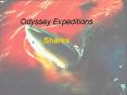 Odyssey Expeditions Sharks PowerPoint PPT Presentation