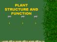 PLANT STRUCTURE AND FUNCTION PowerPoint PPT Presentation