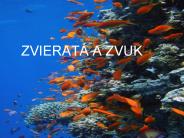 ZVIERAT