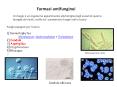 Farmaci antifunginei PowerPoint PPT Presentation