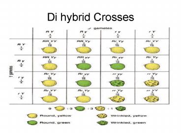 Di hybrid Crosses