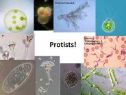 Protists!