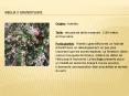Abelia x grandiflora. PowerPoint PPT Presentation