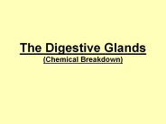 The Digestive Glands (Chemical Breakdown)