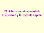El sistema nervioso central: