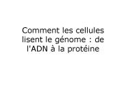Comment les cellules lisent le g