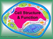 Cell Structure