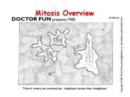 Mitosis Overview