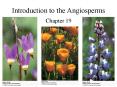Introduction to the Angiosperms PowerPoint PPT Presentation