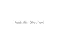 Australian Shepherd PowerPoint PPT Presentation