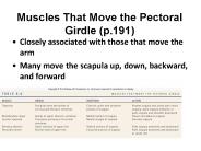 Muscles That Move the Pectoral Girdle (p.191)