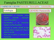 Famiglia PASTEURELLACEAE
