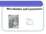 Microbodies and Lysosomes