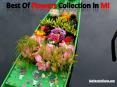 Best Of The Finest Flowers Collection In MI PowerPoint PPT Presentation