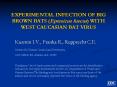 EXPERIMENTAL INFECTION OF BIG BROWN BATS (Eptesicus fuscus) WITH WEST CAUCASIAN BAT VIRUS PowerPoint PPT Presentation